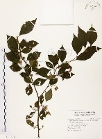 藏品(烏皮九芎、奮起湖野茉莉)的圖片