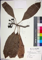 藏品(山枇杷、臺灣枇杷)的圖片