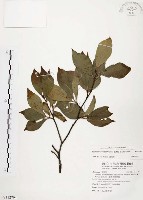 藏品(臺灣石楠)的圖片