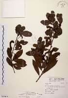 藏品(黃肉樹, 小梗木薑子)的圖片