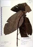 藏品(蘭嶼木薑子)的圖片