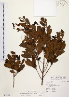 藏品(黃肉樹, 小梗木薑子)的圖片