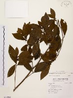 藏品(黃肉樹, 小梗木薑子)的圖片