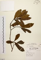 藏品(黃肉樹, 小梗木薑子)的圖片