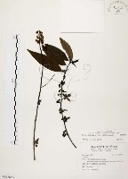 藏品(山胡椒)的圖片