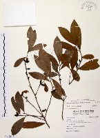 藏品(黃肉樹, 小梗木薑子)的圖片