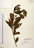 藏品(黃肉樹, 小梗木薑子)的圖片