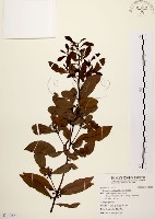 藏品(黃肉樹, 小梗木薑子)的圖片