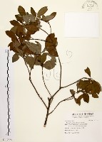 藏品(黃肉樹, 小梗木薑子)的圖片