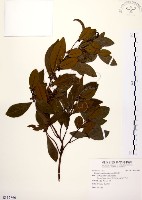 藏品(黃肉樹, 小梗木薑子)的圖片