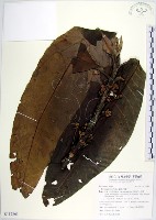 藏品(蘭嶼木薑子)的圖片