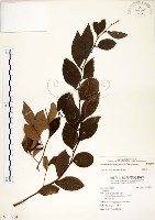 藏品(內苳子)的圖片