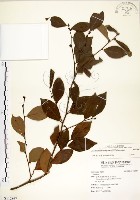 藏品(內苳子)的圖片