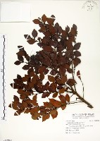 藏品(內苳子)的圖片