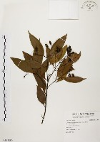 藏品(香桂)的圖片