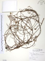 藏品(無根草)的圖片