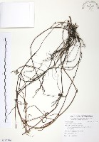 藏品(無根草)的圖片