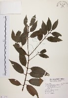 藏品(山肉桂、台灣肉桂)的圖片