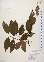 藏品(土肉桂)的圖片