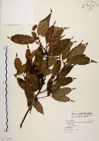 藏品(高山新木薑子)的圖片