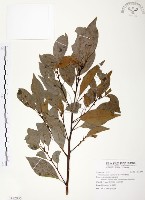 藏品(樟樹)的圖片