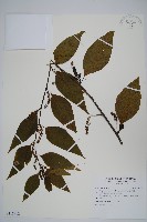 藏品(多子漿果莧)的圖片