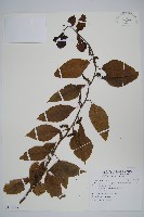 藏品(多子漿果莧)的圖片