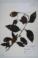 藏品(多子漿果莧)的圖片