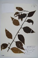 藏品(多子漿果莧)的圖片