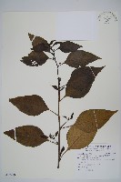 藏品(多子漿果莧)的圖片