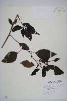 藏品(多子漿果莧)的圖片