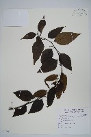 藏品(多子漿果莧)的圖片