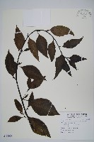 藏品(多子漿果莧)的圖片