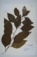 藏品(多子漿果莧)的圖片