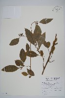 藏品(多子漿果莧)的圖片