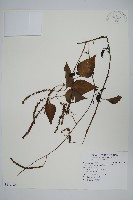 藏品(漿果莧、紐藤)的圖片