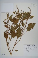 藏品(野莧菜)的圖片