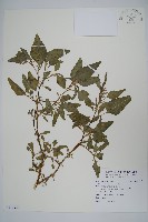 藏品(野莧菜)的圖片