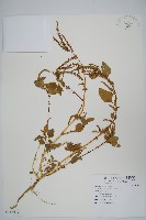 藏品(野莧菜)的圖片