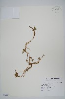 藏品(野莧菜)的圖片