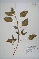 藏品(野莧菜)的圖片