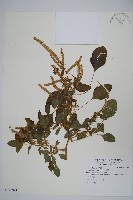 藏品(刺莧)的圖片