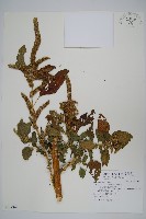 藏品(青莧)的圖片