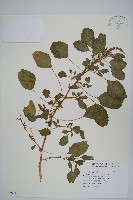 藏品(凹葉野莧菜)的圖片