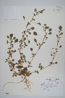 藏品(凹葉野莧菜)的圖片