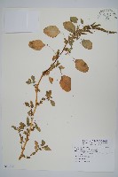 藏品(凹葉野莧菜)的圖片