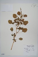 藏品(凹葉野莧菜)的圖片