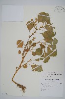 藏品(凹葉野莧菜)的圖片