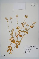 藏品(假千日紅)的圖片