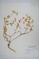 藏品(假千日紅)的圖片